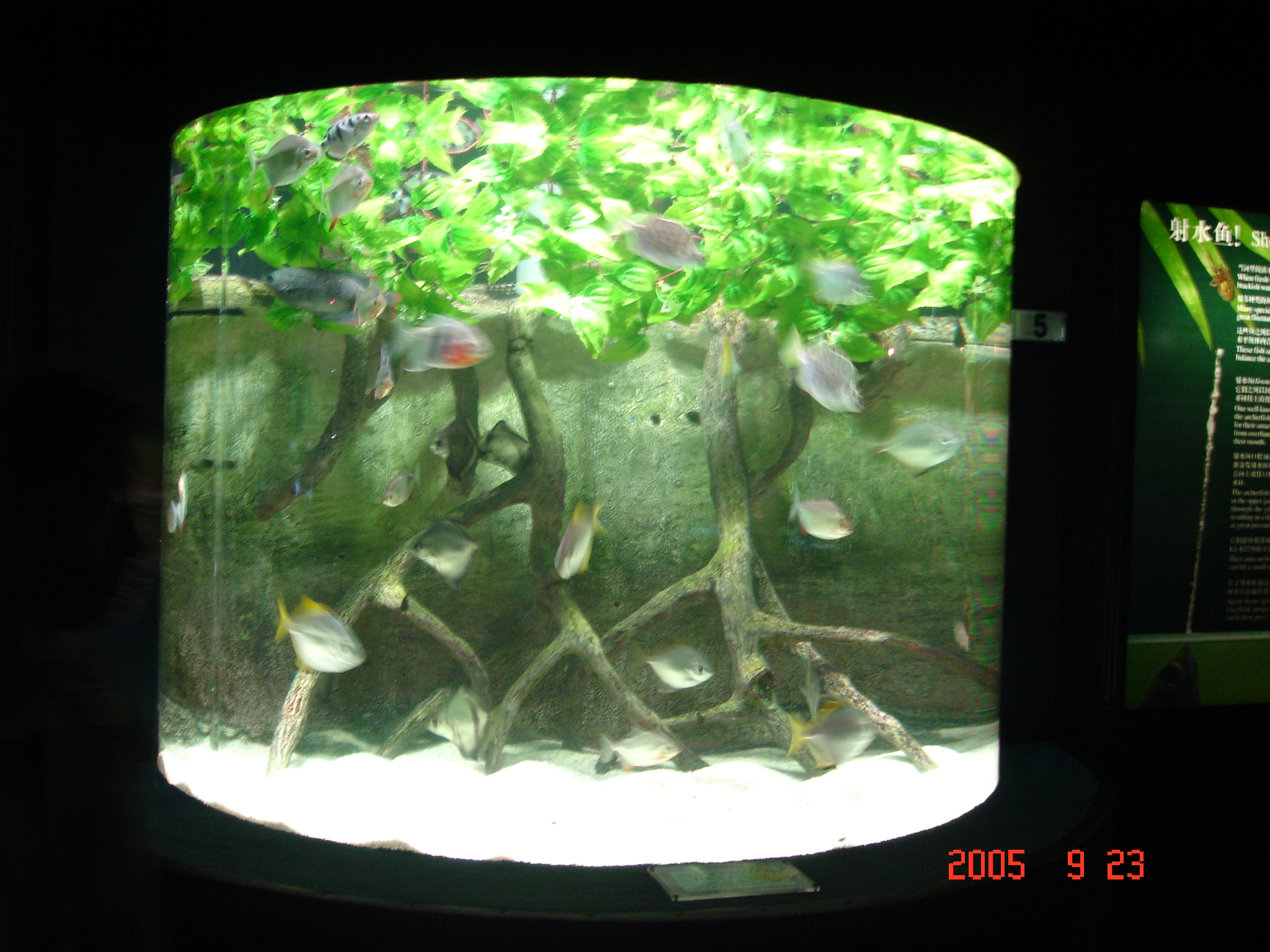 專業(yè)設(shè)計(jì)制作亞克力泳池/承接亞克力水族箱魚缸 海洋館工程