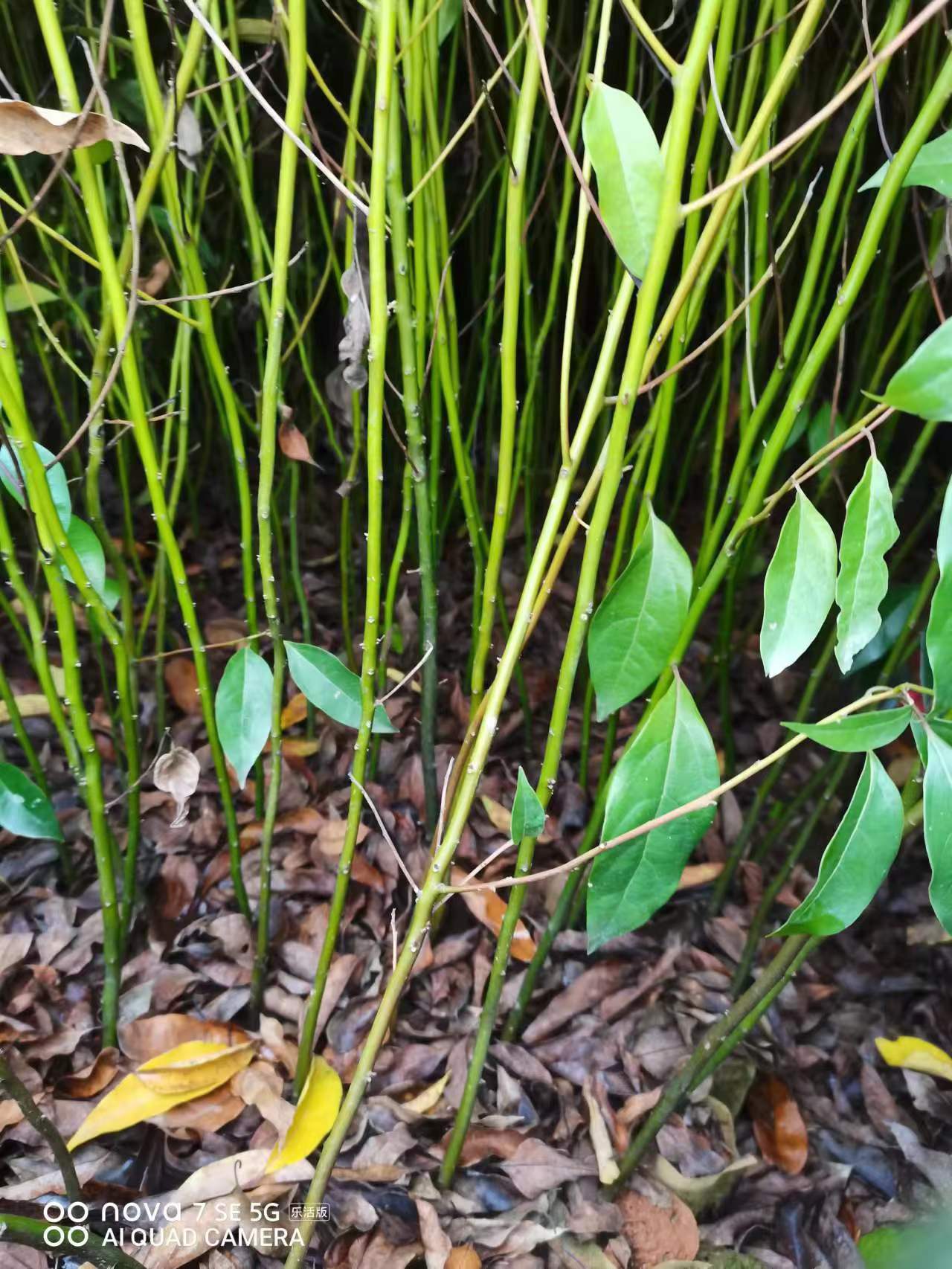 廣州香樟苗批發(fā)/苗木基地香樟苗木多少錢/香樟樹苗木報價2024