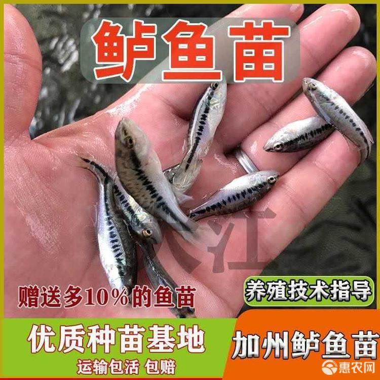 加州鱸魚苗 加州鱸苗，鱸魚苗，優(yōu)鱸一號，寶石鱸魚苗