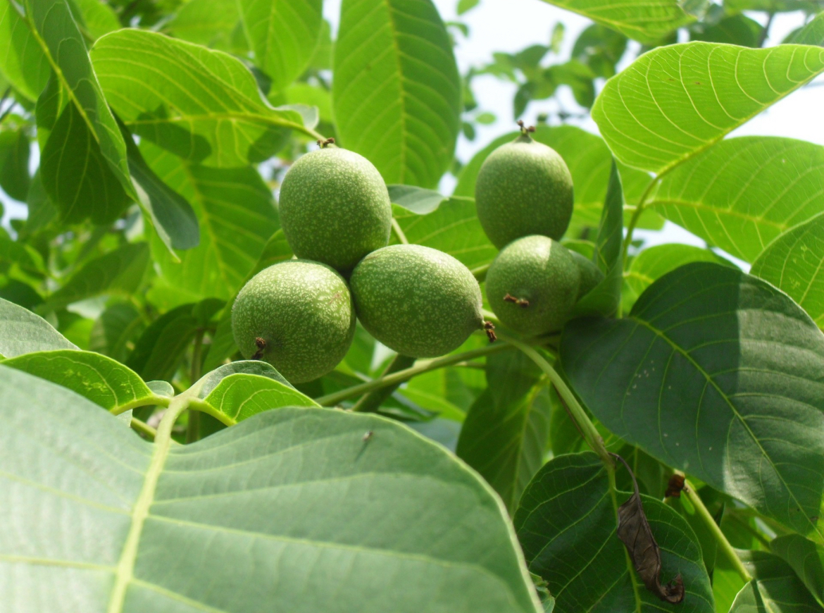 【暢賣(mài)產(chǎn)品】核桃香精：口齒生香，別有風(fēng)味！