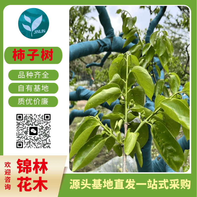 大豐柿子樹批發(fā)、8-20公分柿子樹，柿子樹苗圃現(xiàn)貨