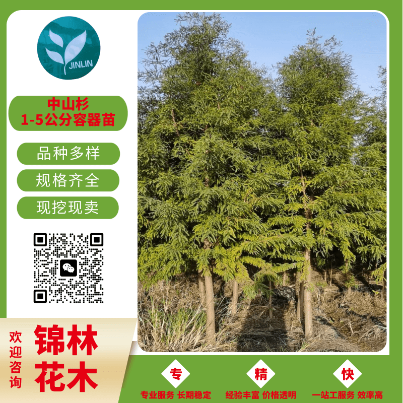 江蘇批發(fā)中山杉苗木報(bào)價(jià)、價(jià)格、基地電話【鹽城市大豐區(qū)南陽(yáng)鎮(zhèn)錦林花木專業(yè)合作社】