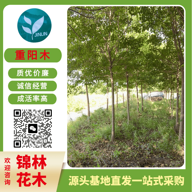 浙江30公分重陽(yáng)木報(bào)價(jià)_批發(fā)_種植園_銷售熱線【鹽城市大豐區(qū)南陽(yáng)鎮(zhèn)錦林花木合作社】