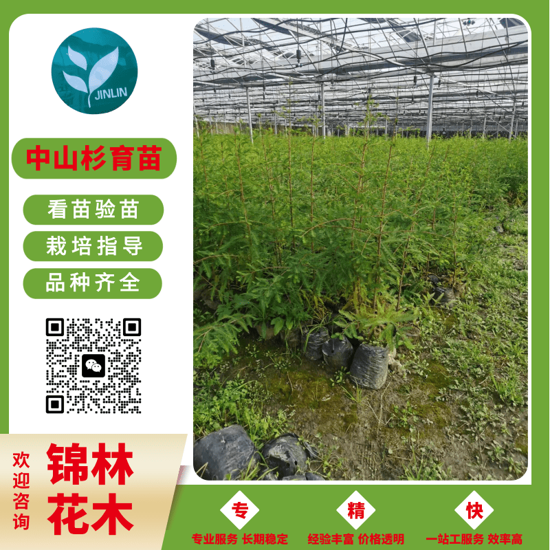 河南中山杉容器苗價(jià)格、容器小苗樹苗規(guī)格齊全、苗圃基地*【鹽城市大豐區(qū)南陽鎮(zhèn)錦林花木專業(yè)合作社】