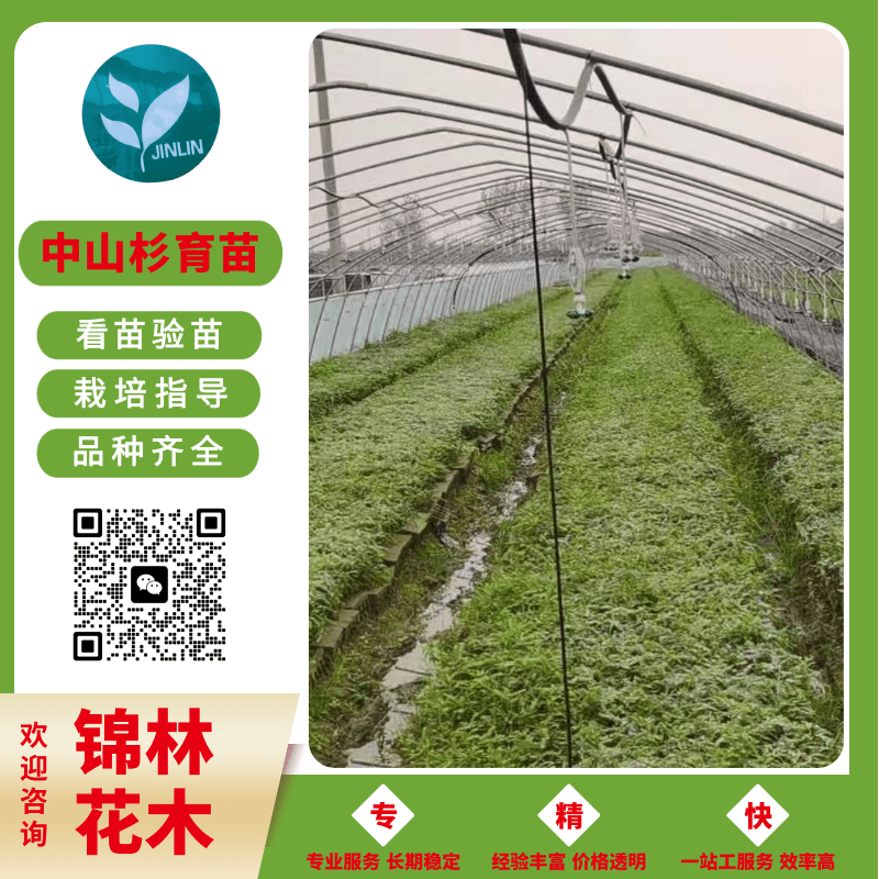 河南中山杉容器苗價(jià)格、容器小苗樹苗規(guī)格齊全、苗圃基地*【鹽城市大豐區(qū)南陽鎮(zhèn)錦林花木專業(yè)合作社】