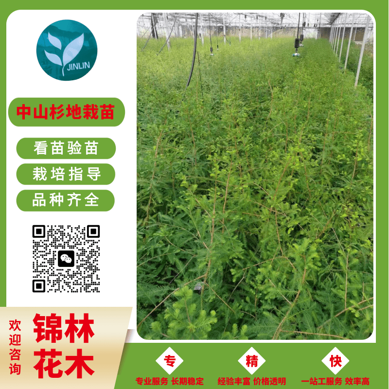 江蘇中山杉容器育苗批發(fā)、報(bào)價(jià)、哪里有中山杉容器育苗賣【錦林花木】