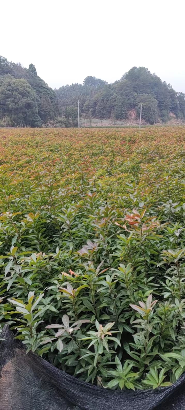 湖南木荷苗基地、價(jià)格、種植基地、多少錢【攸縣丫江橋鎮(zhèn)新飛苗木經(jīng)營部】
