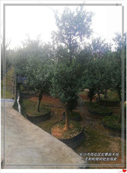 造型構(gòu)骨樹-紅利來了湖南構(gòu)骨小毛球-造型構(gòu)骨樹樁價(jià)格回升市場