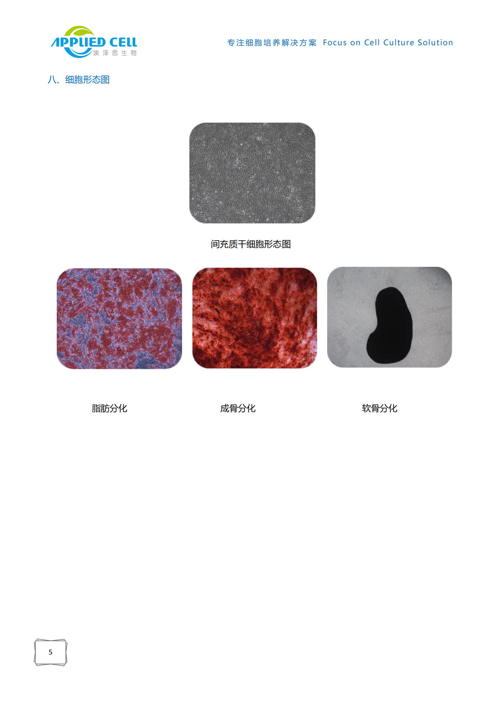 AC-1001003PRF Xeno-Free人間充質(zhì)干細(xì)胞培養(yǎng)基(無(wú)酚紅)，減少外援污染，埃澤思生物提供技術(shù)支持