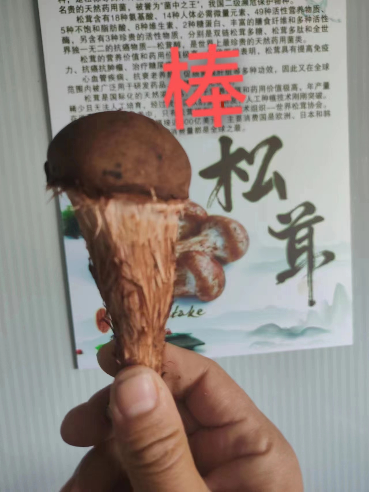 松茸多少錢  松茸批發(fā)價  松茸供應(yīng)商