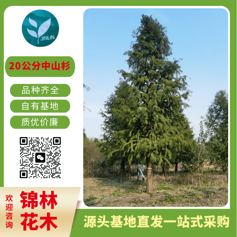 大豐錦林供應(yīng)2-20公分中山杉 樹形優(yōu)美 綠化觀賞樹種 綠化苗木