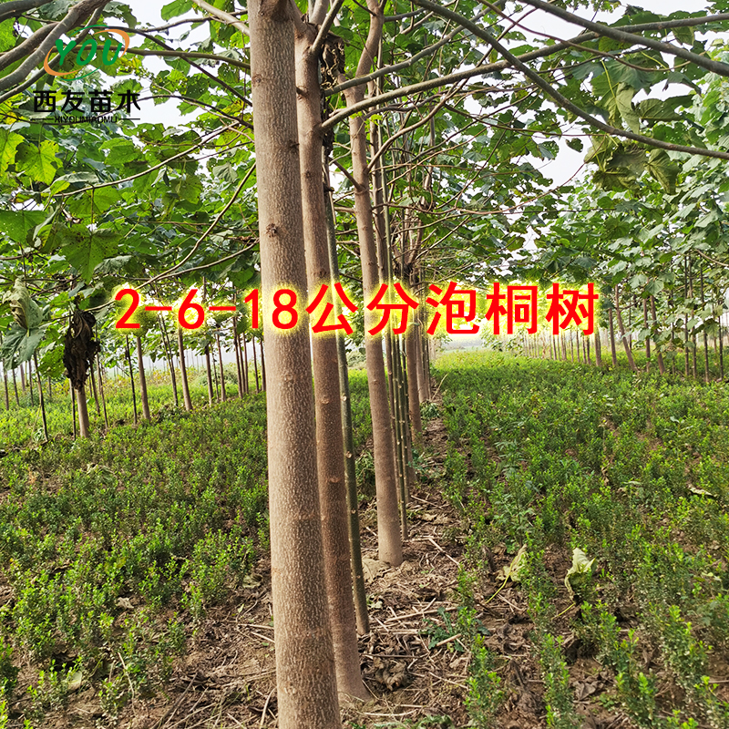 泡桐樹供應(yīng)綠化工程泡桐樹 全冠泡桐 紫花泡桐 觀賞泡桐 開花喬木