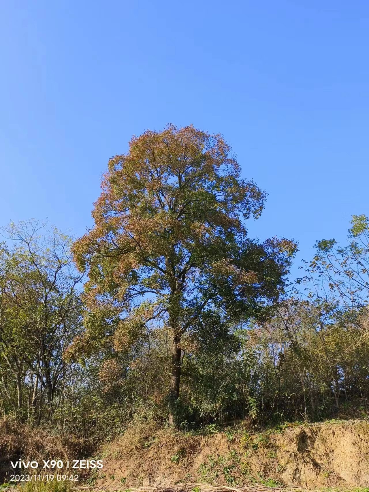 湖北烏桕苗木-烏桕樹多少錢一棵-全冠移植烏桕樹-批發(fā)價(jià)格