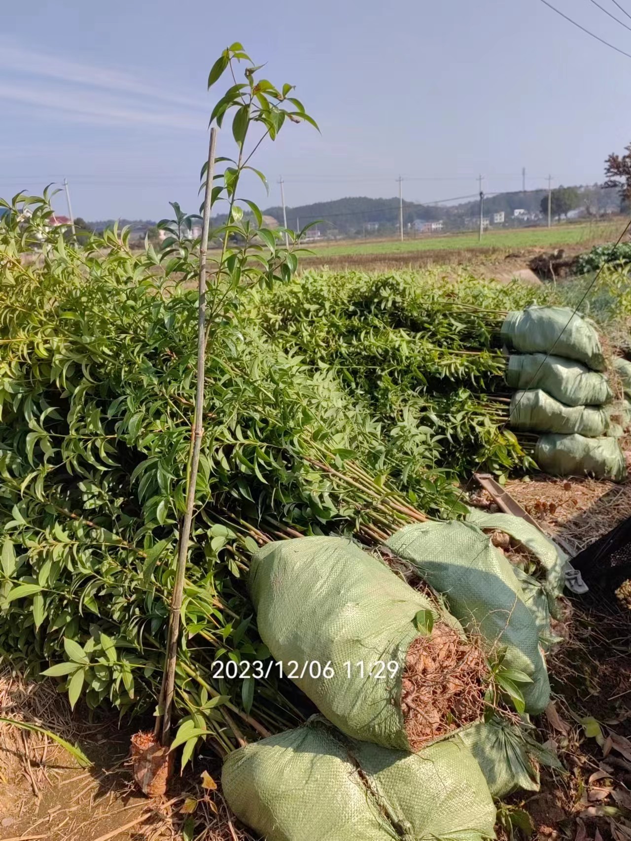 楠木小杯苗種植基地、苗圃、價格、那家好【攸縣丫江橋鎮(zhèn)新飛苗木經(jīng)營部】