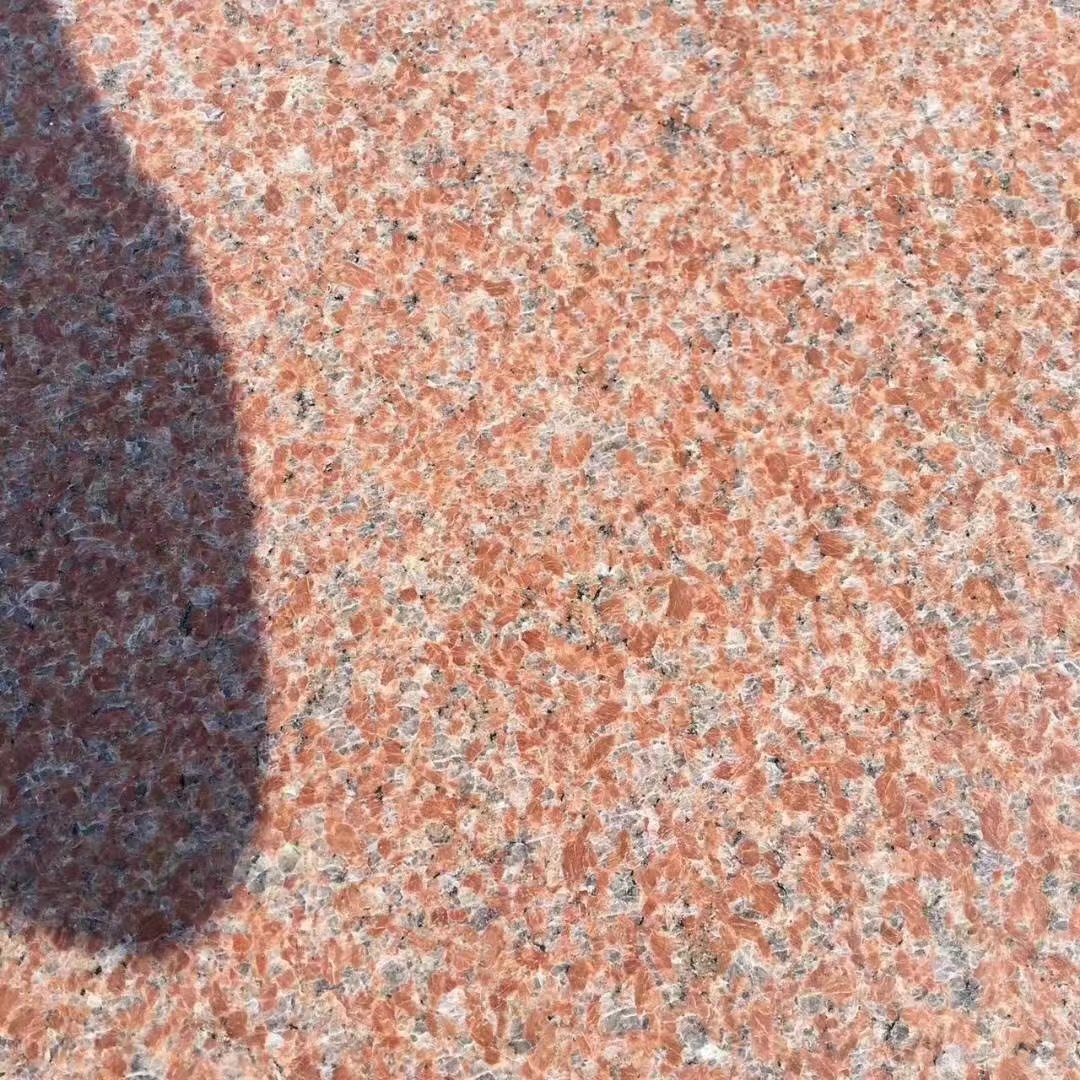 石島紅8號供應(yīng)商 石島紅8號報價