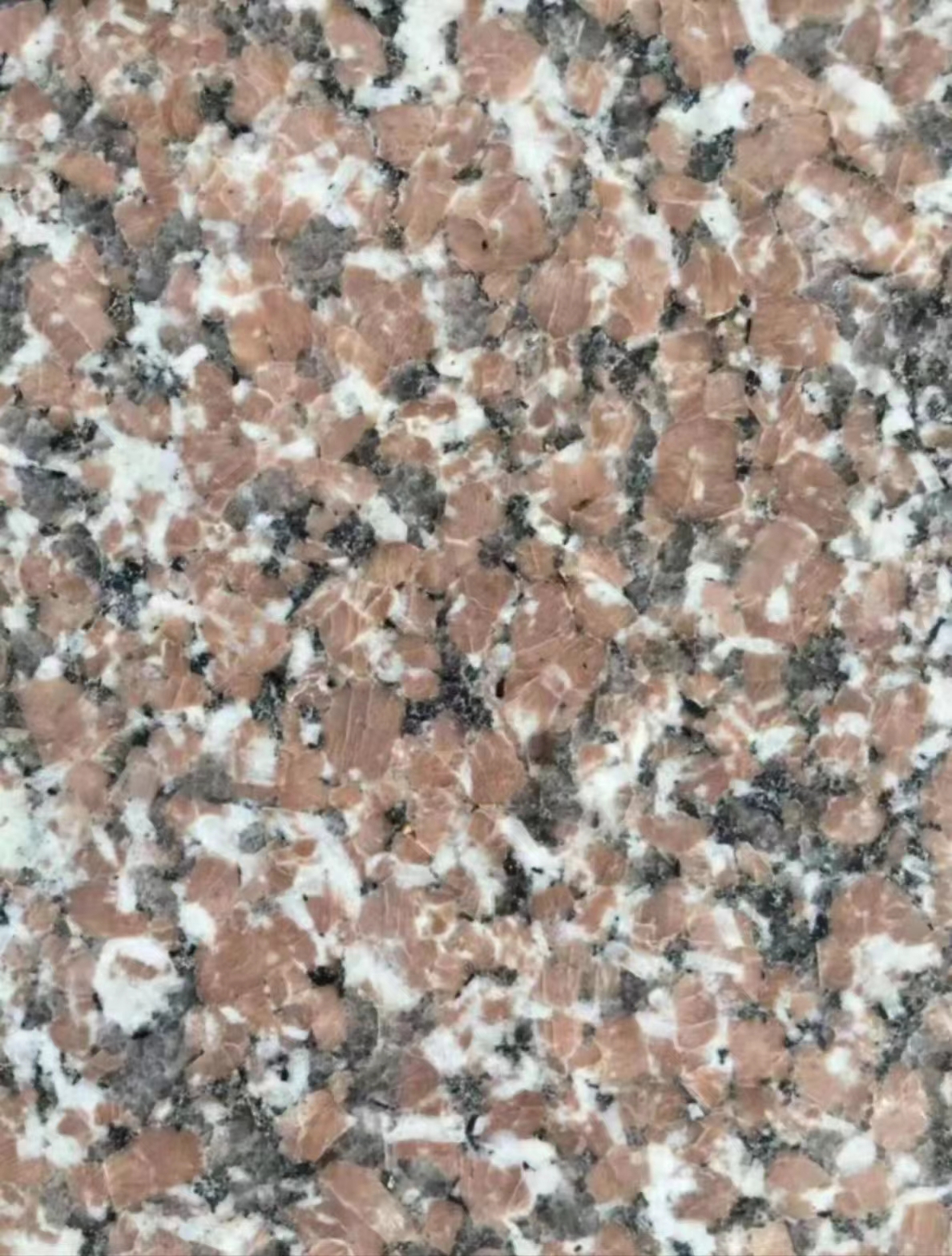 石島紅7號供應(yīng)商  石島紅7號廠家