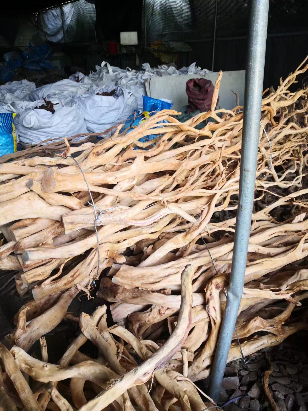 長(zhǎng)根條珊瑚木供應(yīng)商、珊瑚木哪家好、珊瑚木園林工程商報(bào)價(jià)【廣州及石雨園林水族用品有限公司】