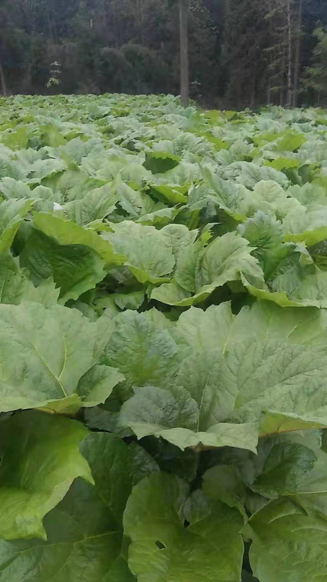 供應(yīng)湖北恩施馬蹄大黃種苗種子，大黃苗