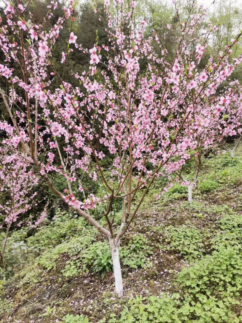 桃樹苗基地優(yōu)質山桃 苗 根系發(fā)達 規(guī)模種植管理 桃樹 苗批發(fā)