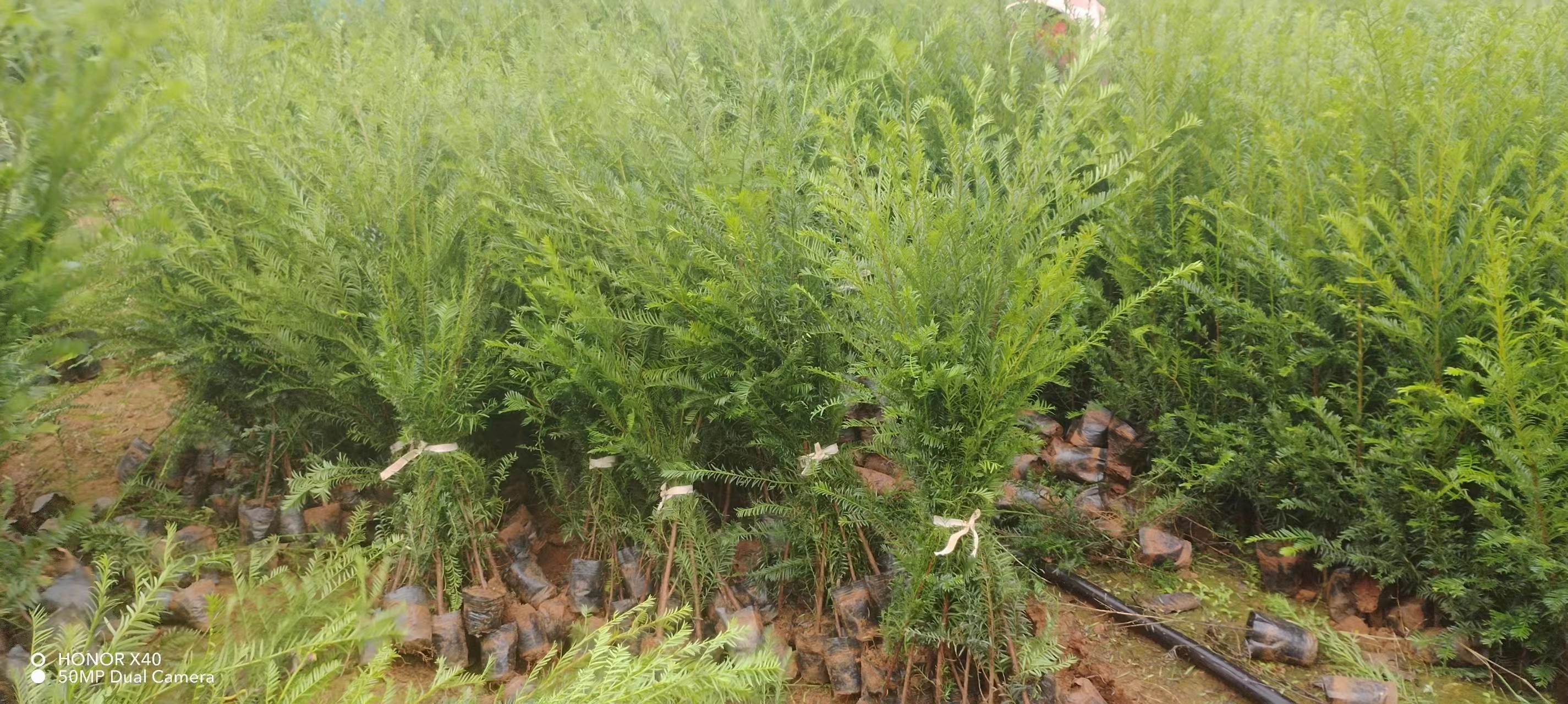 紅豆杉苗 紅豆杉樹 紅豆杉樹苗 紅豆杉綠化苗