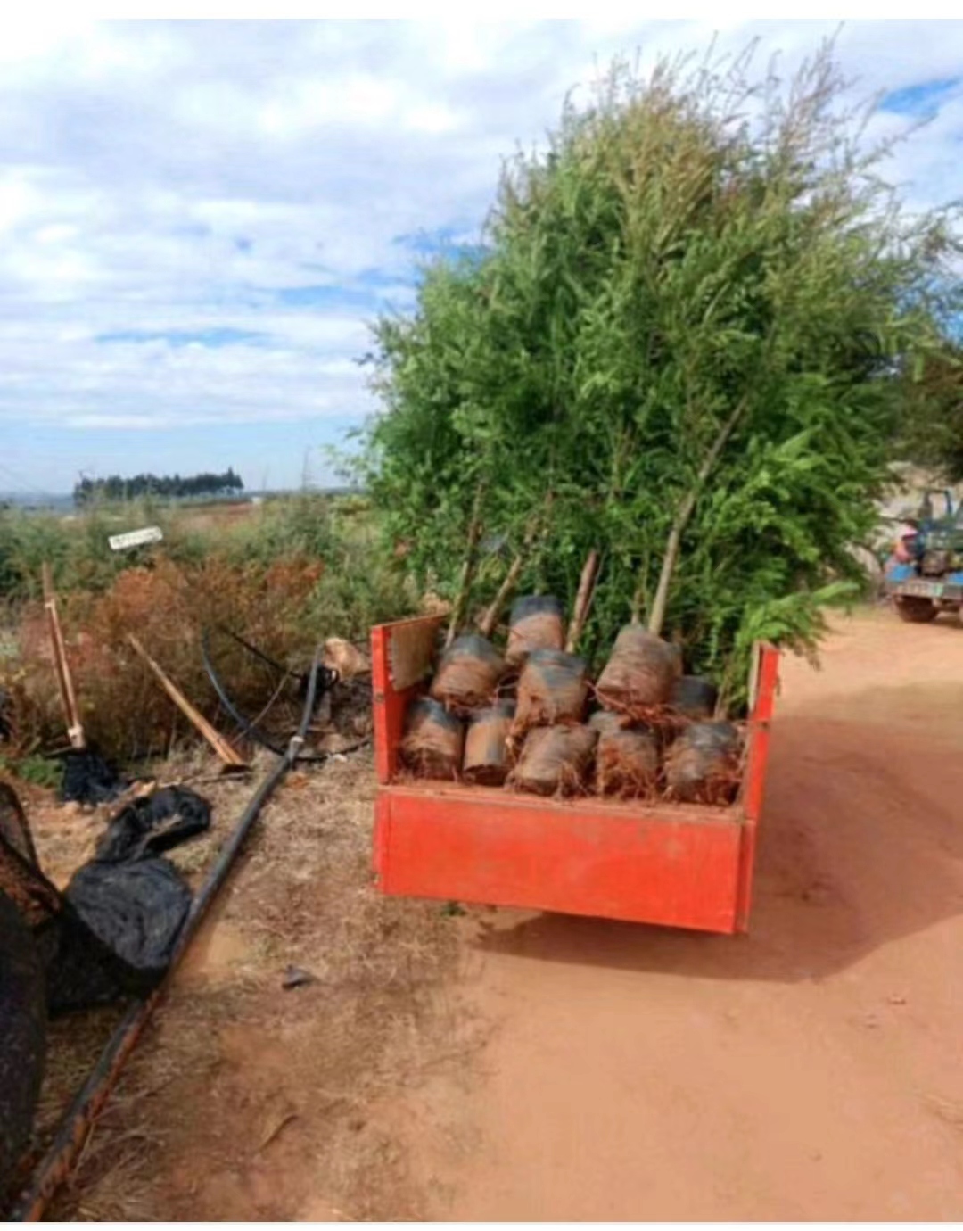 紅豆杉苗 紅豆杉樹 紅豆杉樹苗 紅豆杉綠化苗