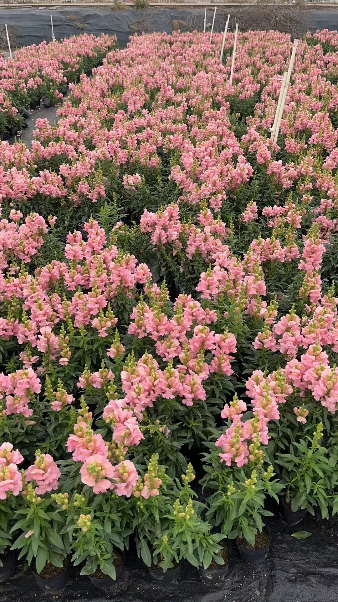 室內(nèi)租擺/萬壽菊/春節(jié)花卉/節(jié)日花卉/年桔批發(fā)/東莞綠化公司