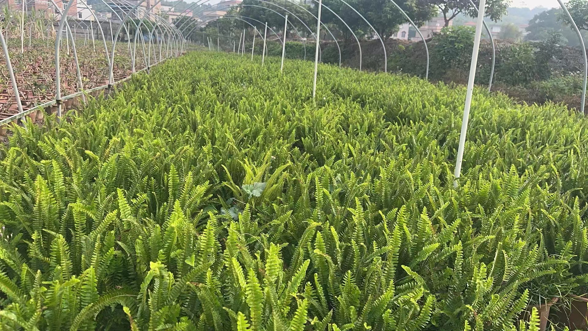 腎蕨/排骨草/地被植物/水生植物/園林綠化設(shè)計(jì)施工/綠化苗木種植施工/綠化養(yǎng)護(hù)公司