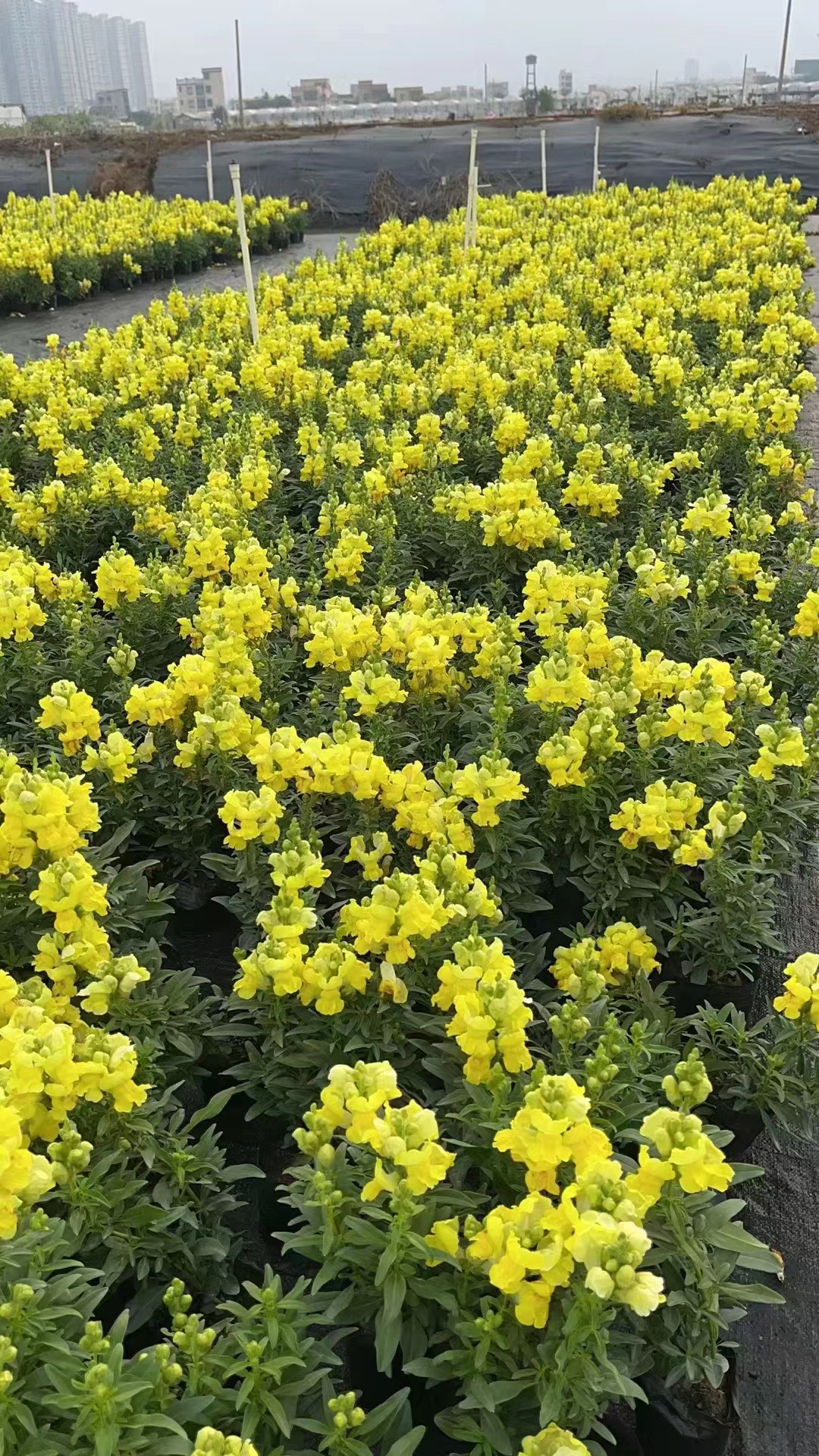 室內(nèi)租擺/萬壽菊/春節(jié)花卉/節(jié)日花卉/年桔批發(fā)/東莞綠化公司