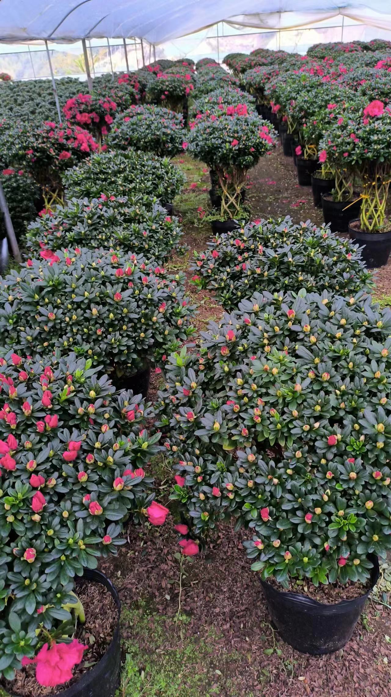 福建 大量批發(fā)*花苗廠商 盤裝*苗價(jià)格