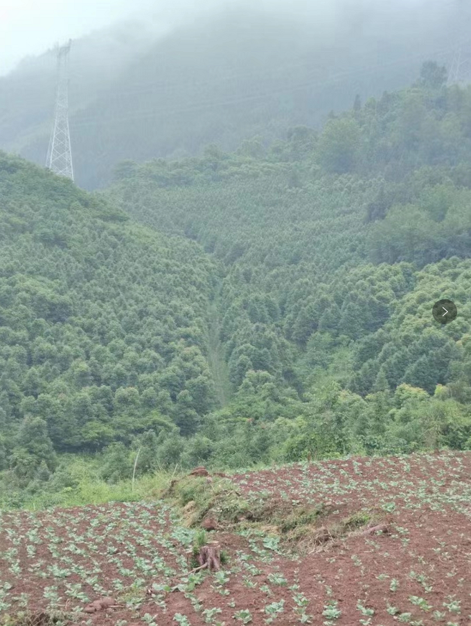 楠木林地楠木園地金絲楠木林地金絲楠木園地 楠木林地轉(zhuǎn)讓