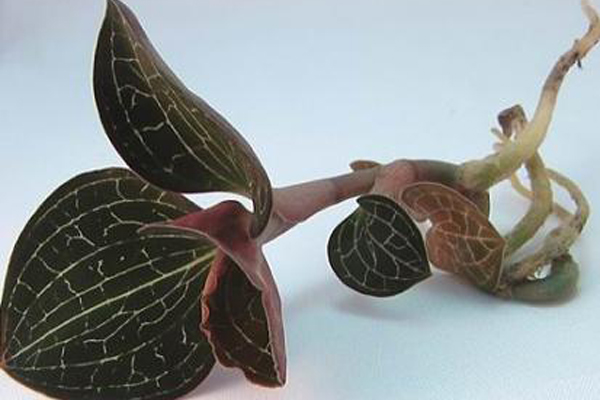 幫國農(nóng)金線蓮種植讓你和成功更近一步