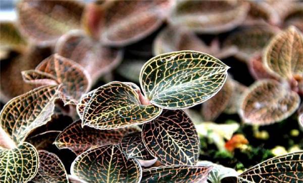 幫國農(nóng)金線蓮種植無需擔(dān)心不會(huì)種植問題