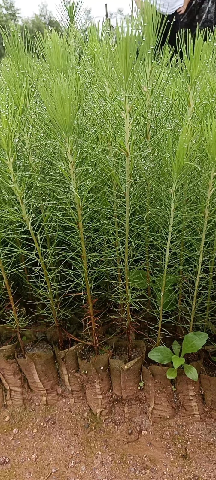 濕地松樹(shù)油松苗 基地 批發(fā) 濕地松樹(shù)油松苗