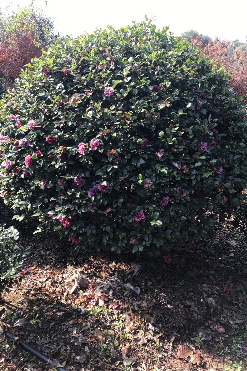江西茶梅球批發(fā)-種植-苗圃-現(xiàn)貨-哪家好【江西綠茵園林工程有限公司】