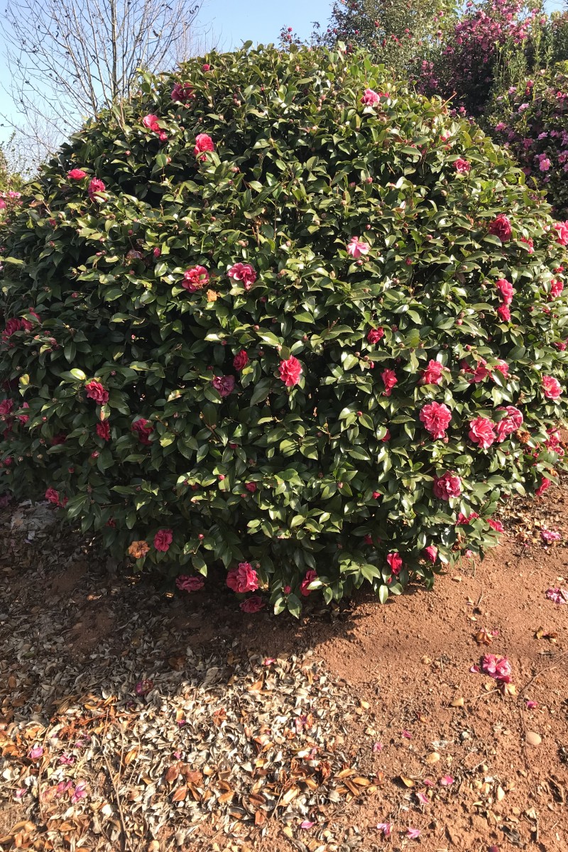 江西茶梅球批發(fā)-種植-苗圃-現(xiàn)貨-哪家好【江西綠茵園林工程有限公司】