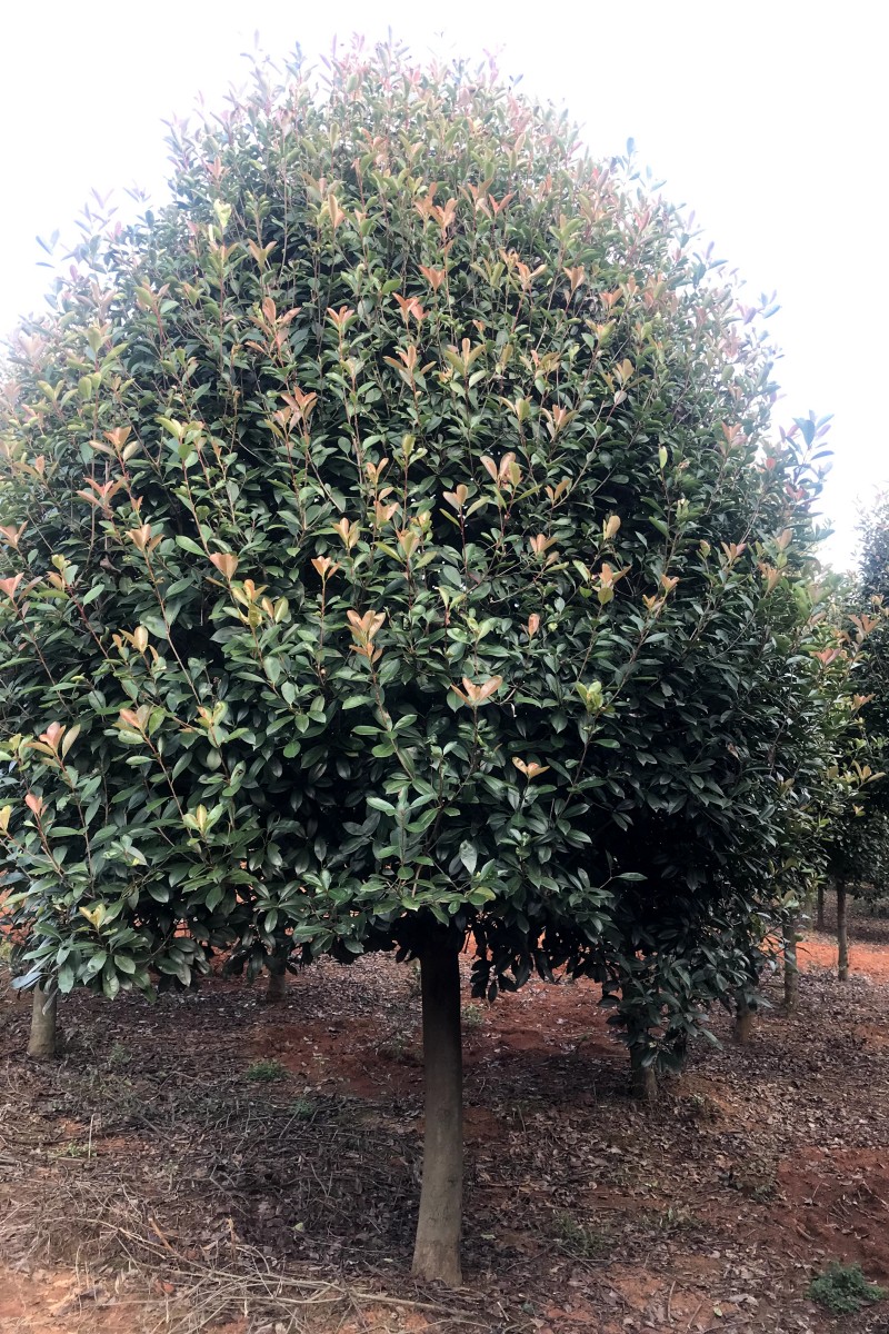 江西獨(dú)桿紅葉石楠樹-苗木基地直銷 現(xiàn)貨現(xiàn)賣 規(guī)格齊全 綠化苗木價(jià)格