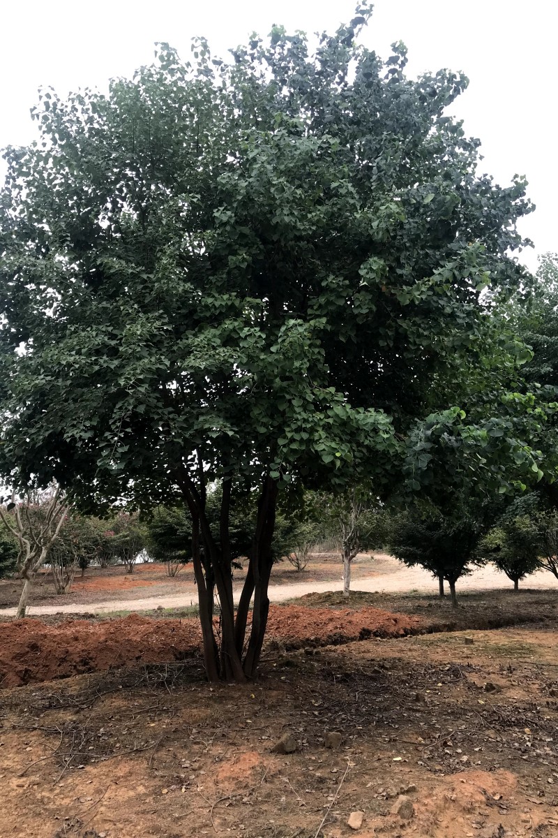 江西叢生烏桕種植-批發(fā)-苗圃-哪家好-多少錢【江西綠茵園林工程有限公司】