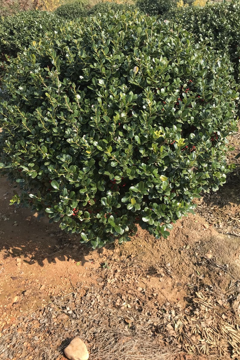 江西無(wú)刺枸骨球批發(fā)-種植-基地-多少錢-哪家好【江西綠茵園林工程有限公司】