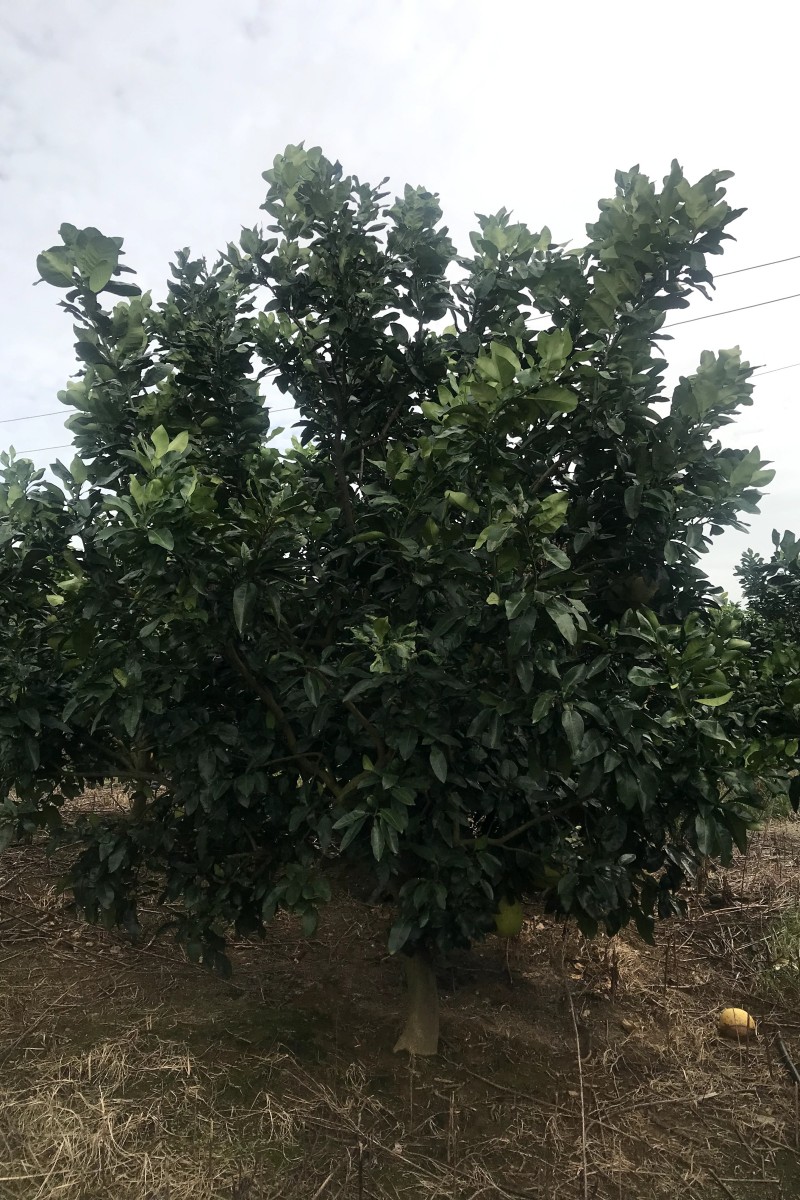 江西低分枝香泡批發(fā)-種植-基地-哪家好【江西綠茵園林工程有限公司】