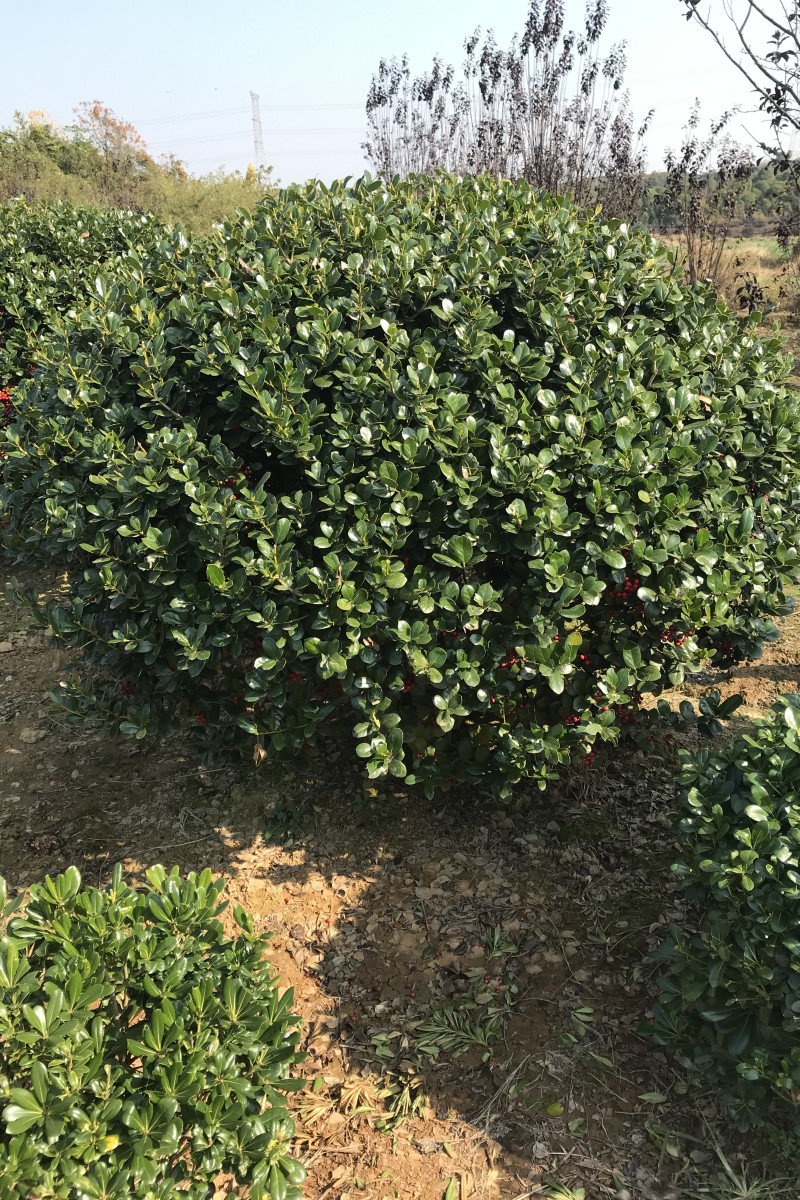 江西無(wú)刺枸骨球批發(fā)-種植-基地-多少錢-哪家好【江西綠茵園林工程有限公司】