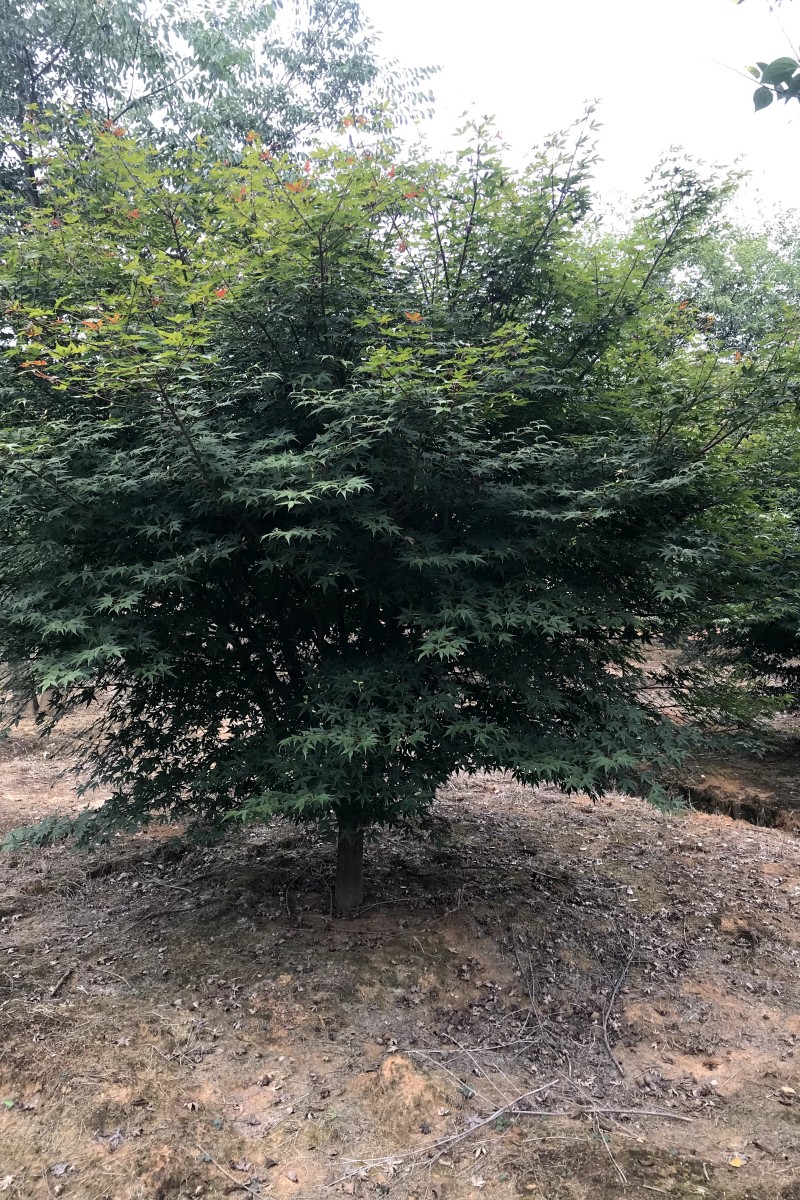 江西D10-14公分雞爪槭供應(yīng)-批發(fā)-種植-多少錢【江西綠茵園林工程有限公司】