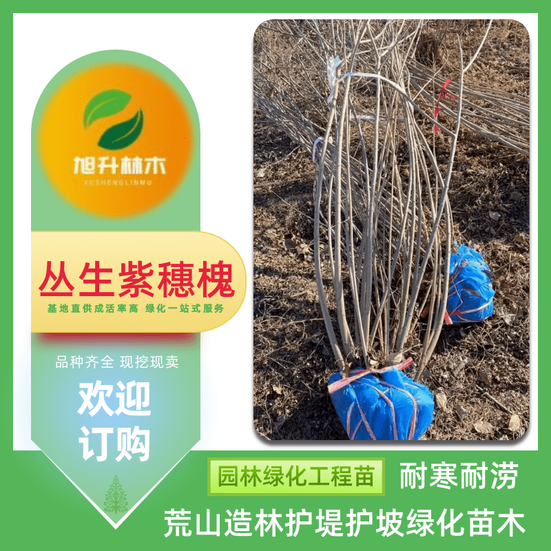 叢生紫穗槐苗價(jià)格、報(bào)價(jià) 園林綠化工程草種 護(hù)堤護(hù)坡