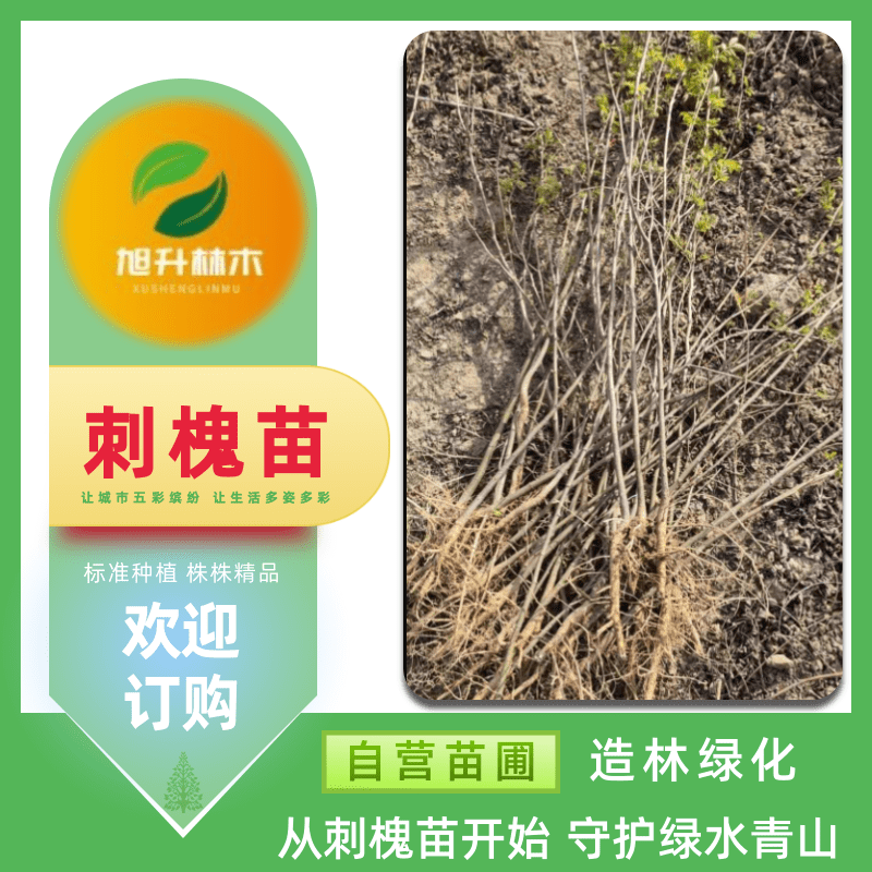 河南刺槐綠化苗木電話、綠化工程 優(yōu)質(zhì)行道樹 樹形優(yōu)美易成活