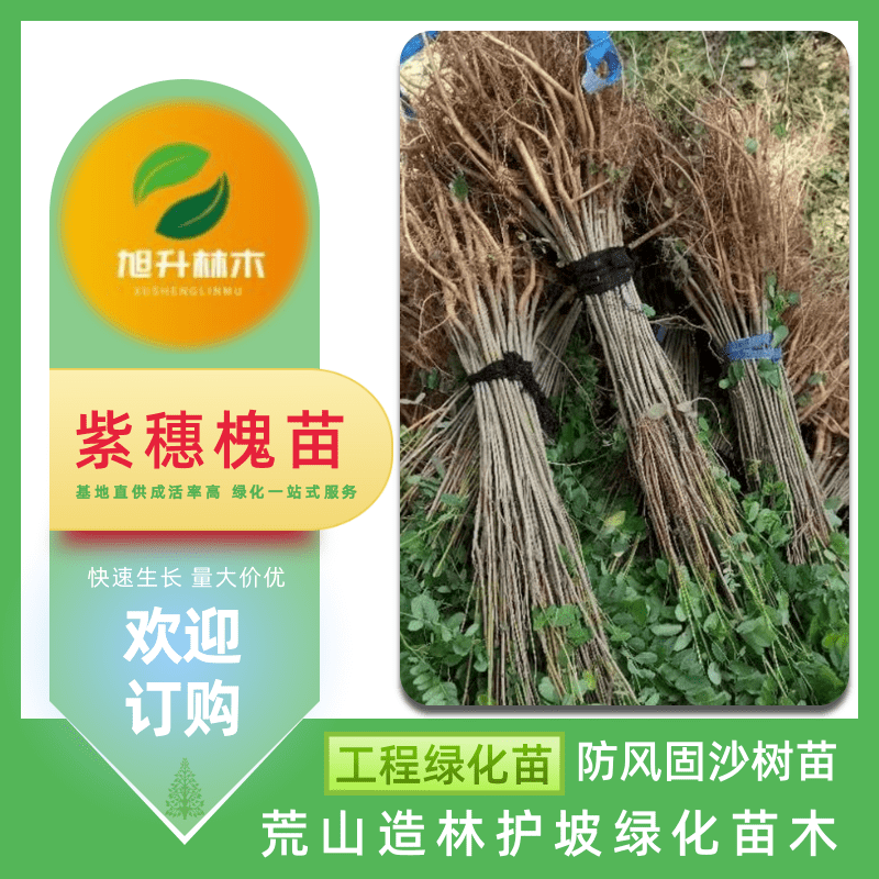 江西紫穗槐苗批發(fā)、報(bào)價(jià)、現(xiàn)挖現(xiàn)賣【民權(quán)旭升林木種植有限公司】