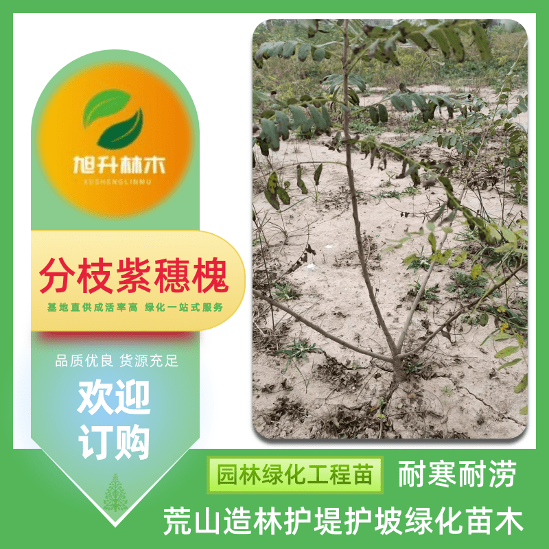 河南分枝紫穗槐基地批發(fā)、報(bào)價(jià)、價(jià)格、叢生落葉灌木樹苗