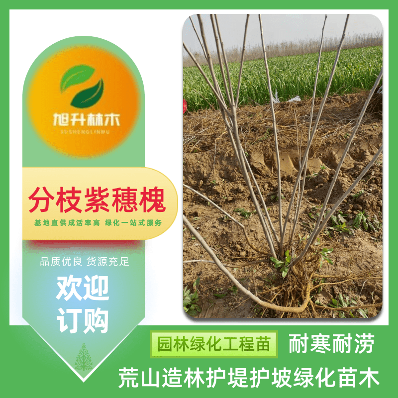 河南分枝紫穗槐基地批發(fā)、報(bào)價(jià)、價(jià)格、叢生落葉灌木樹苗