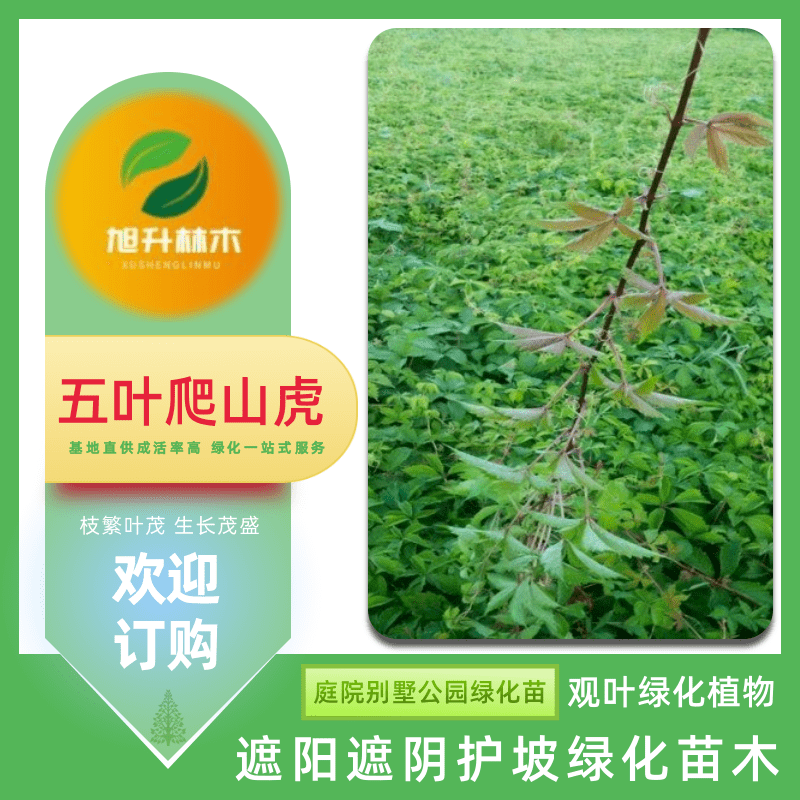 河南五葉爬山虎苗基地、批發(fā)價、哪里有五葉地錦爬山虎基地【民權(quán)旭升林木種植有限公司】
