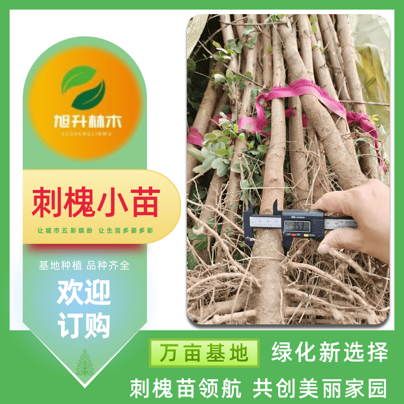 刺槐小苗價格 是速生薪炭林樹種 苗圃地徑2公分刺槐【民權(quán)旭升林木種植有限公司】