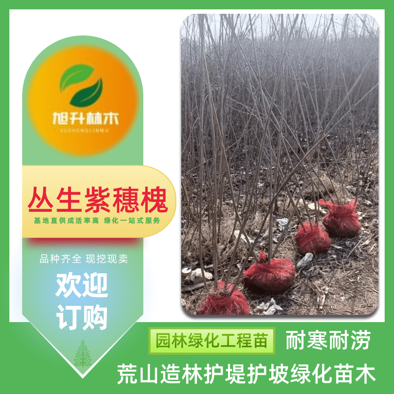 新疆紫穗槐叢生苗批發(fā)、報價【民權旭升林木種植有限公司】