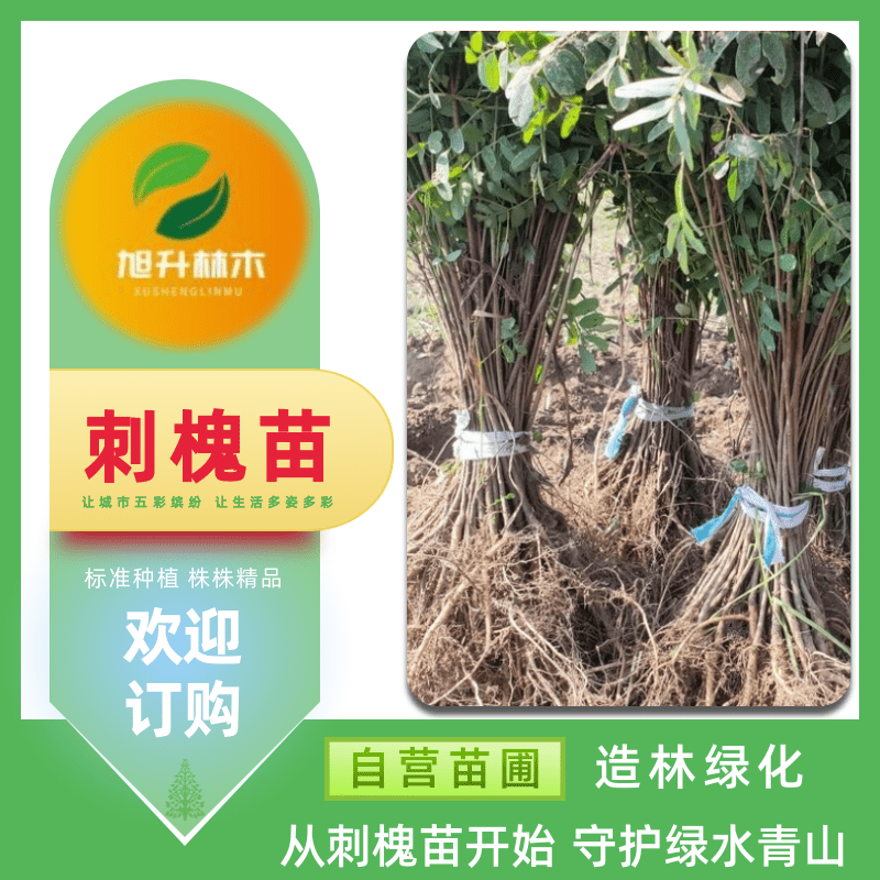 河南刺槐綠化苗木電話、綠化工程 優(yōu)質(zhì)行道樹 樹形優(yōu)美易成活